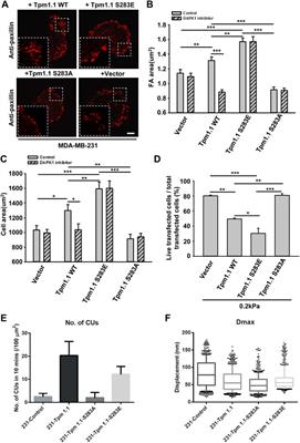 Tumor Suppressor DAPK1 Catalyzes Adhesion Assembly on Rigid but Anoikis on Soft Matrices